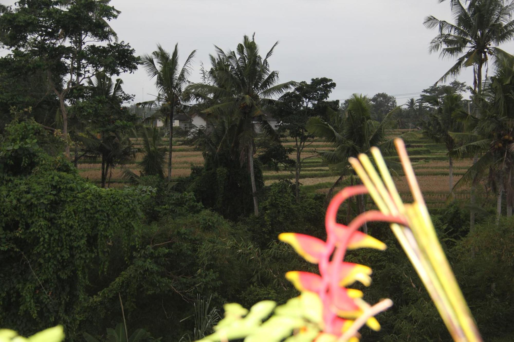 Ogek Home Stay Ubud Exteriör bild